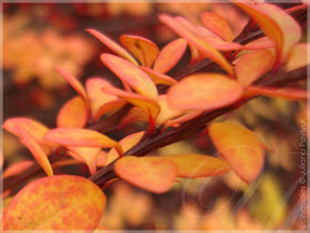 Pj Happies Thunberg S Barberry