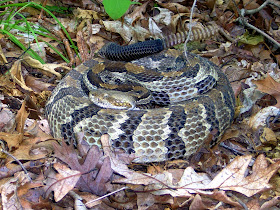 illinois snakes venomous botanizer rattle
