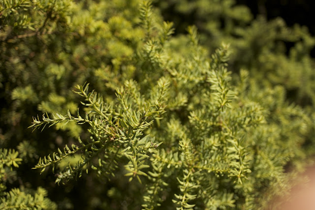 The Father Of The World Cypress In Huangling China Tours Online Blog