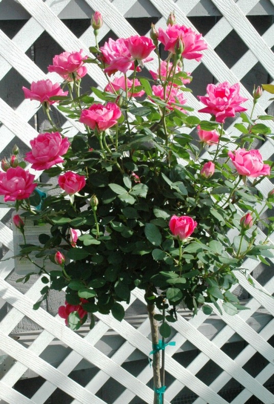 Anisti Ibuno Flowers Knockout Rose Tree
