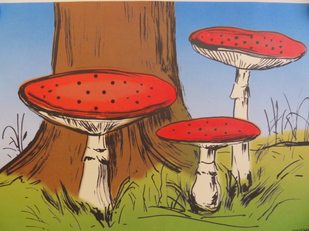 Grzyby Jadalne Grzyby Jadalne Dopuszczone W Polsce Do Obrotu