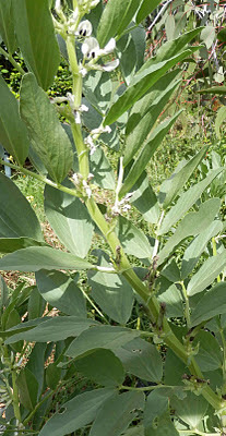 can dogs eat broad beans
