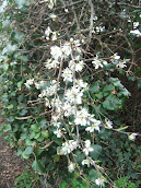 Black thorn blossom 2012/m19