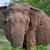 Sri Lanak Elephant