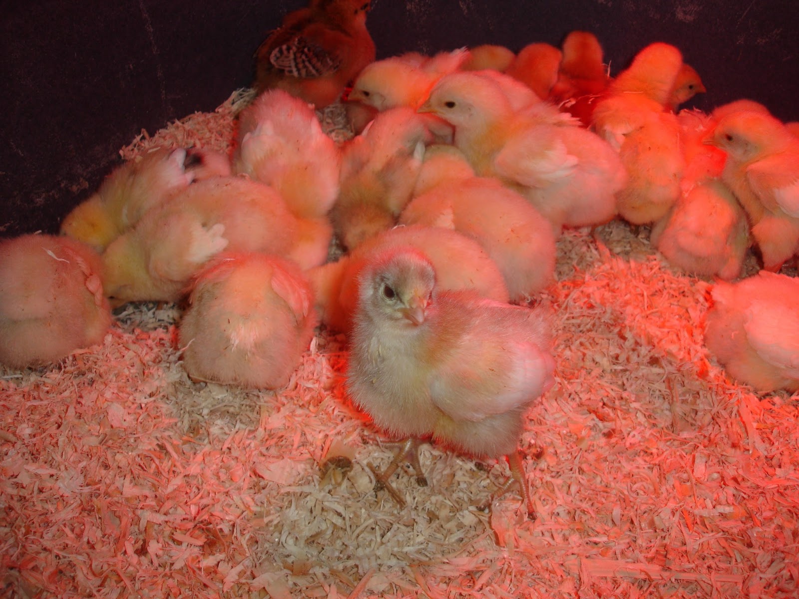 sagittas chickens