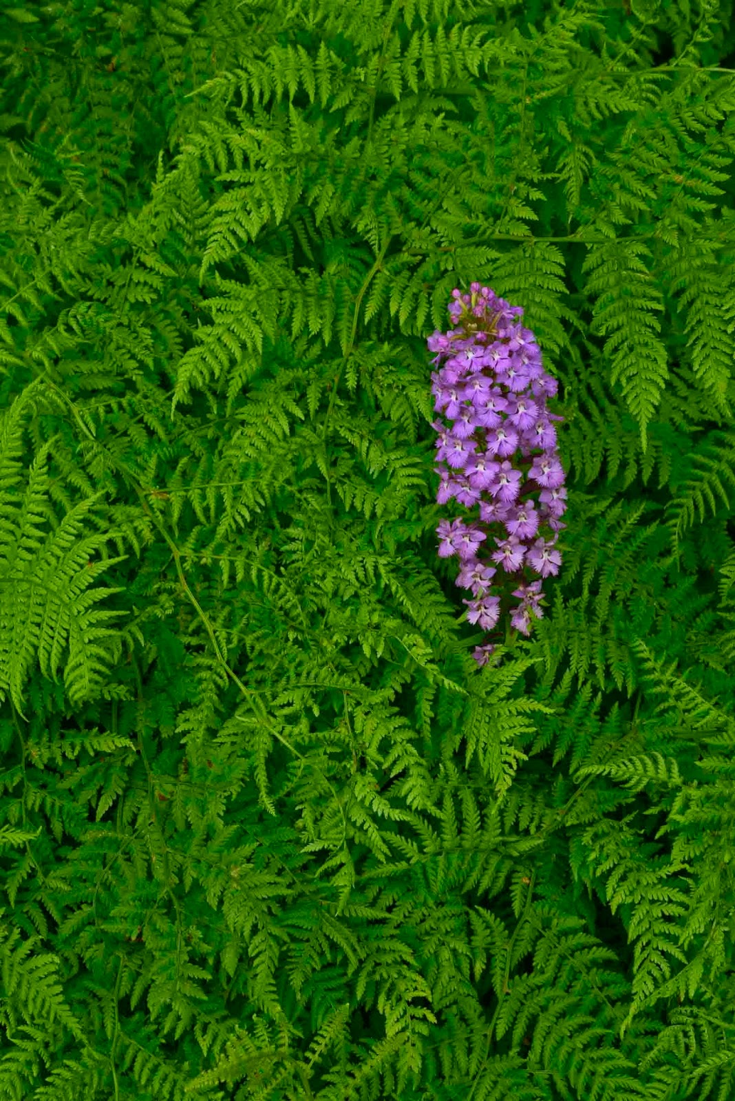 Kentucky Barefoot Nature Photography: Looking for patterns in nature