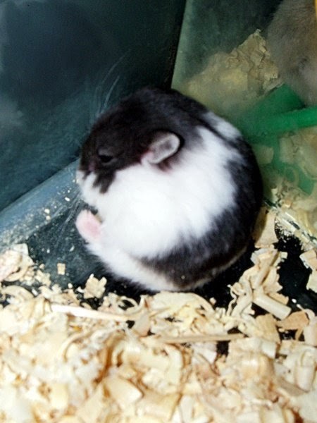 Putra Hamtaro Farm: Macam - macam jenis Hamster di Indonesia