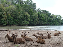 Cagar Alam Pangandaran