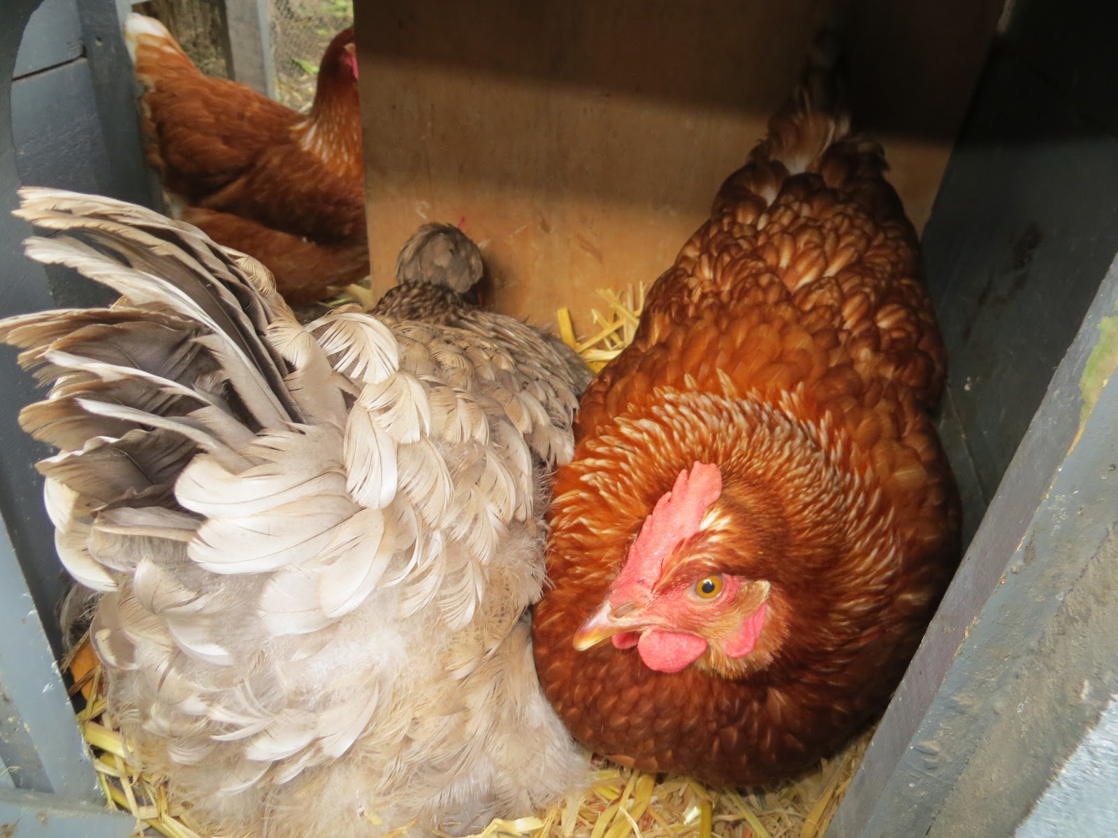 Keeping Chickens NZ How to deal with a broody hen