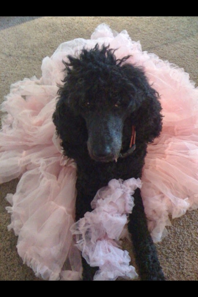 Poodle in a tutu!