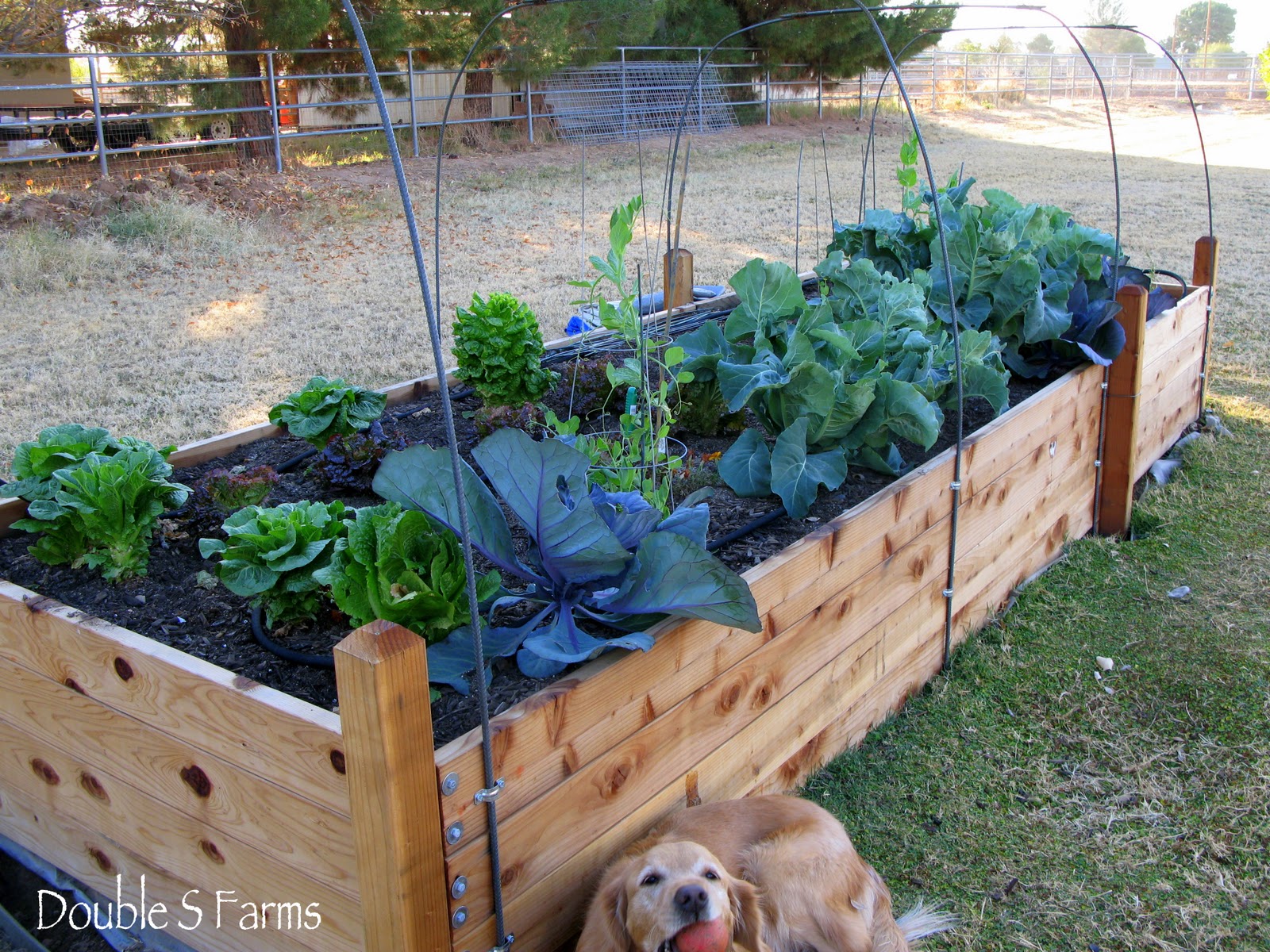 The Perfect Birthday Gift A New Vegetable Garden Ramblings from a