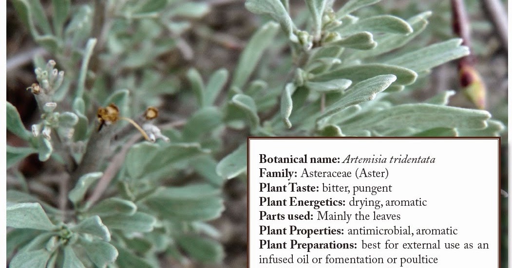 Herbal Intensive with Rosalee Sagebrush as Medicine, Tools and Food