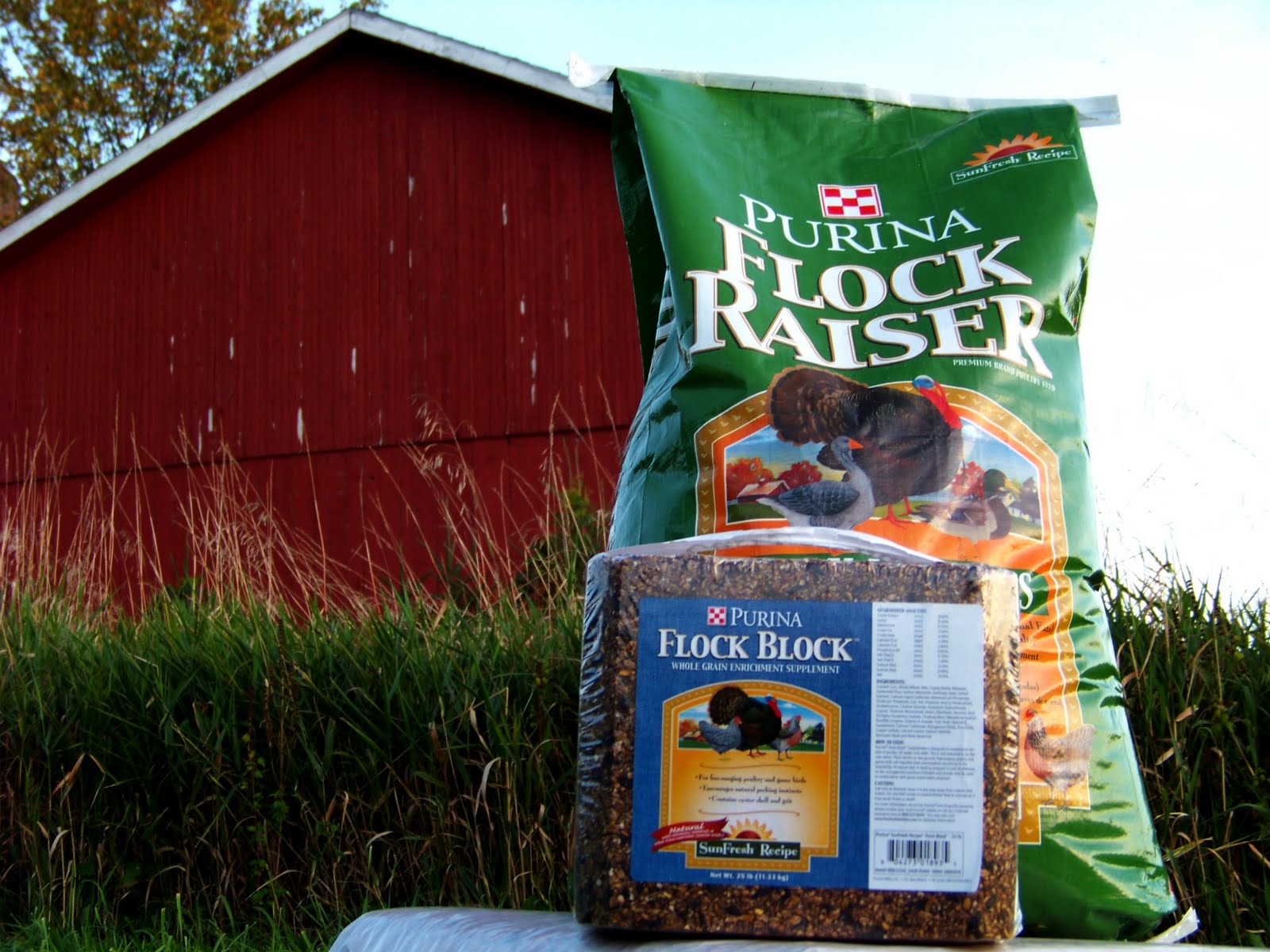 Improve Your Flock in 60 Days Community Chickens