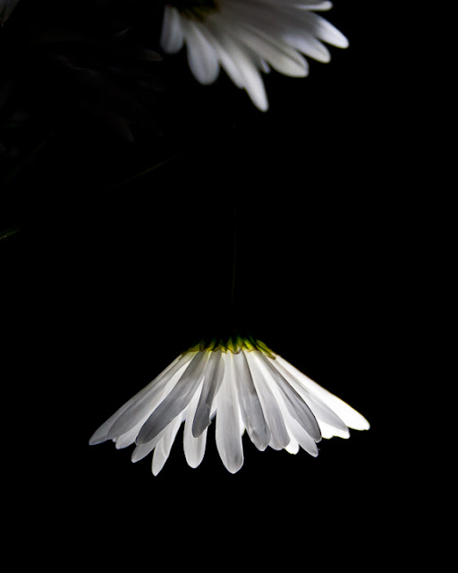 Carla Dyck Photography Dropping Daisies