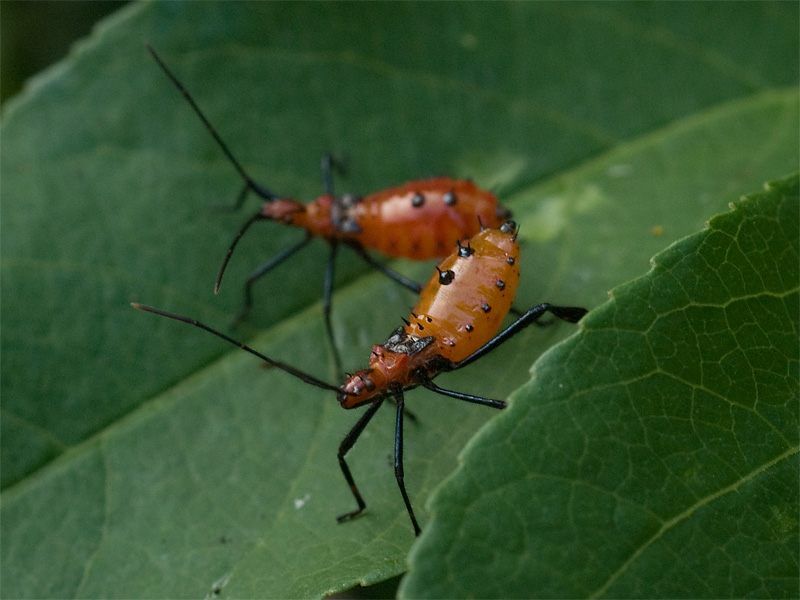 ASIMOTECH EXOSKELETON