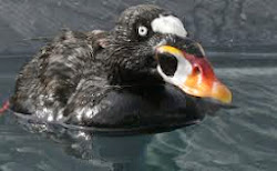 Surf scoter