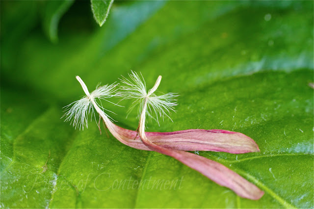 Macro photo of two gerbera petal seeds