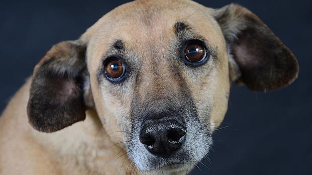 * Perros de la calle: su ternura y sabiduría en fotos