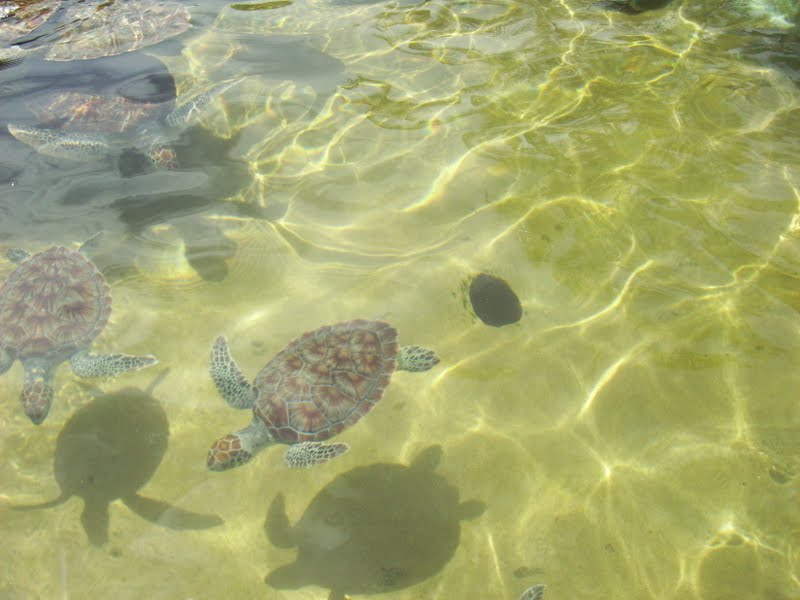 Flavors by Four Grand Cayman and Eggplant and Roasted Red Pepper Pasta