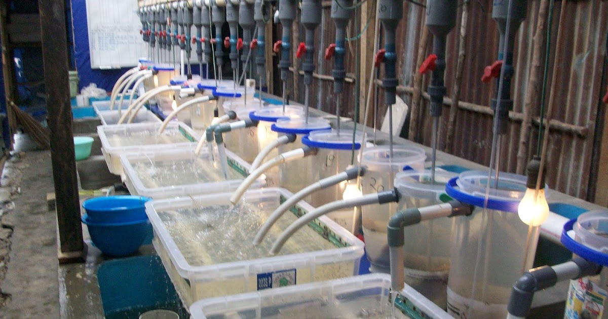 Tilapia Hacthery Berkah Brothers Fish Farm Tilapia Hatchery Berkah