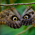 Caligo memnon