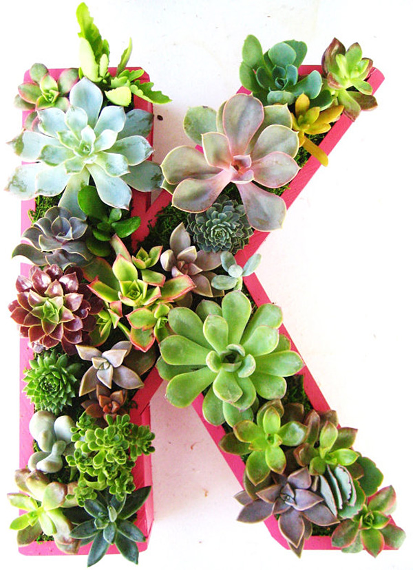 Rooted in Succulents - creative succulent plant arrangements