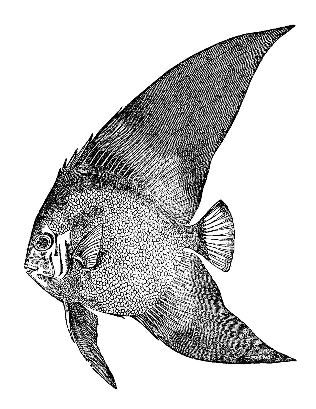 Antique Images: Fish Clip Art: Vintage Black and White Illustrations of