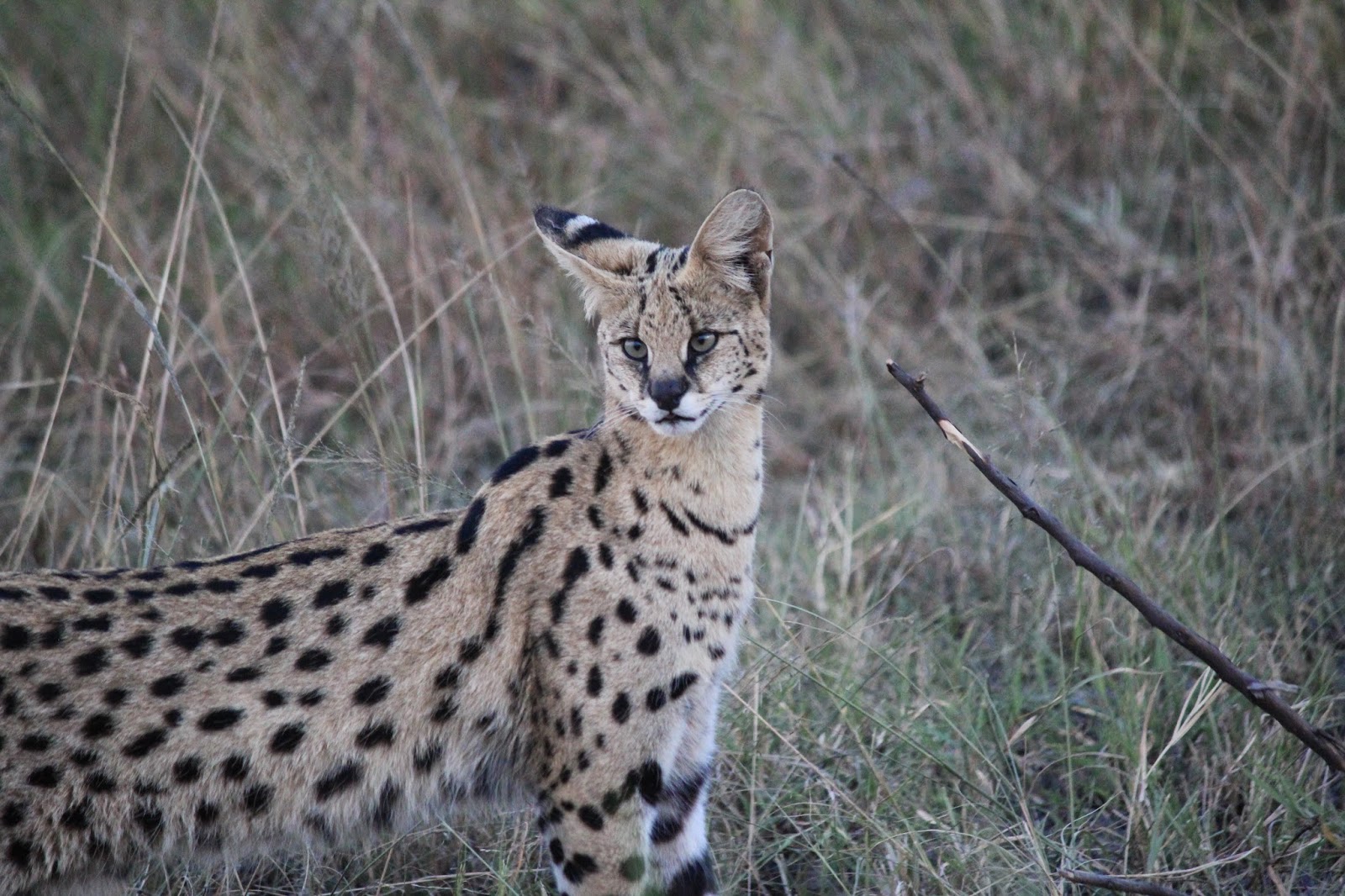 Notes From Kenya MSU Hyena Research A shy, longeared cat