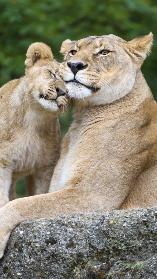 Lioness Lion Cub Galaxy Note HD Wallpaper