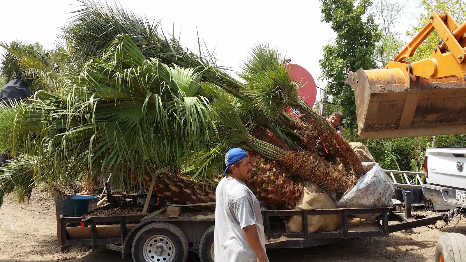 Cold Hardy Palm Trees in Houston Truck Load of Mediterranean Fan