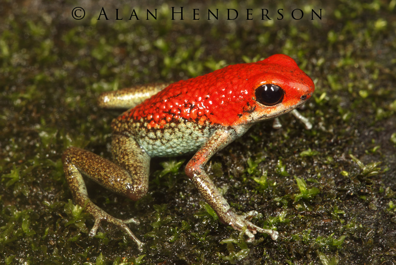 Minibeast Wildlife Rainforest Encounters Costa Rica Poisondart frog