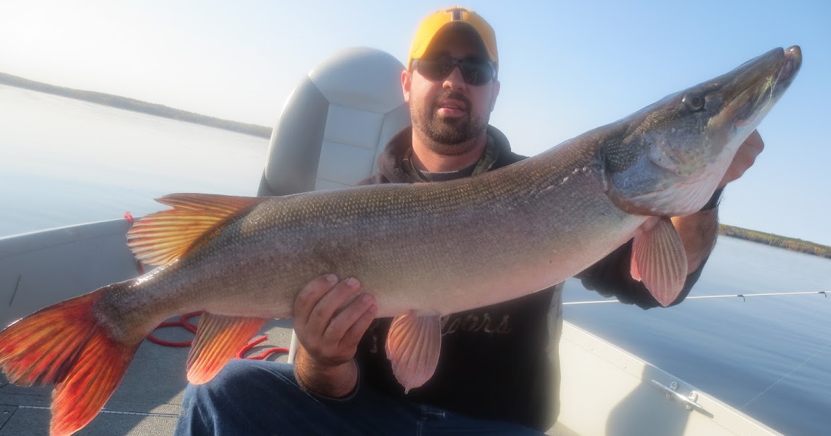 Wright's Camp Blog Extreme Walleye and Pike fishing late September