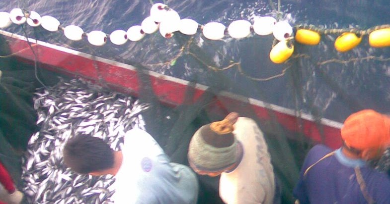 Contoh Laporan PKL Kapal Ikan Purse Seine (BAB I Bagian