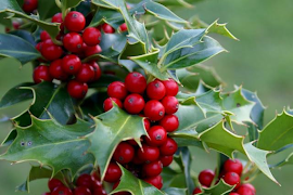 EL ACEBO ROJO  ADORNO NAVIDEÑO