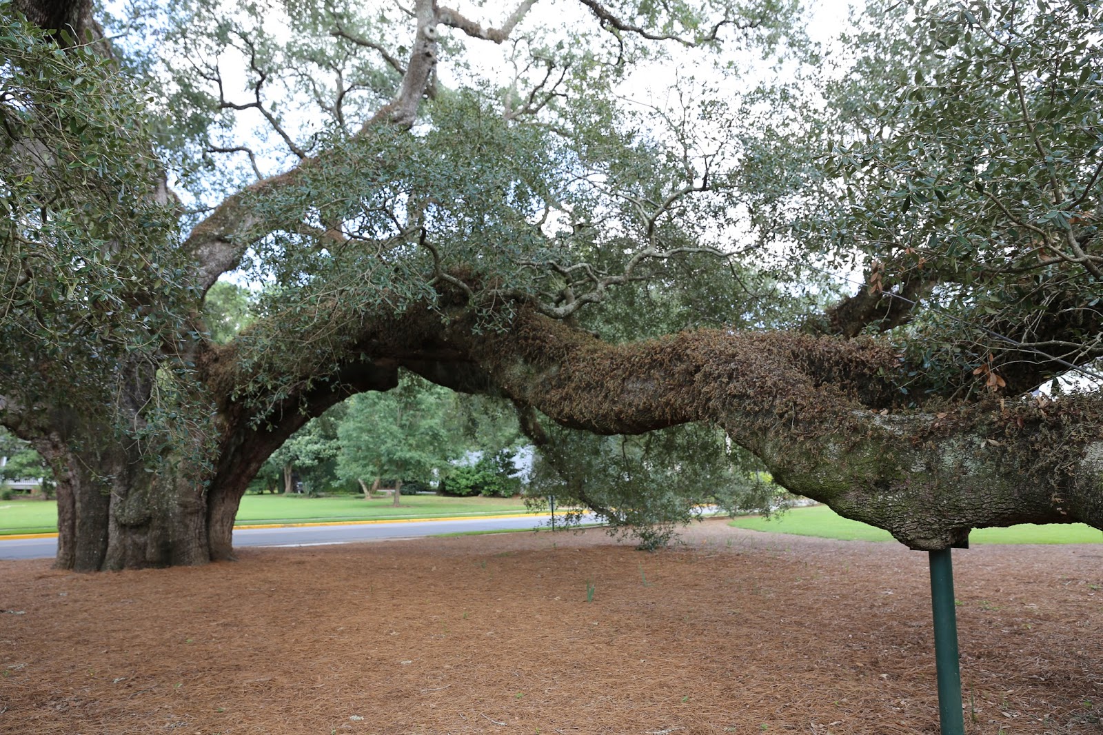 Sweet Southern Days The "Big Oak" in Thomasville,
