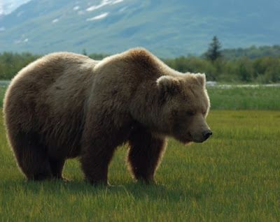 Grizzly Bear | Animal Unique