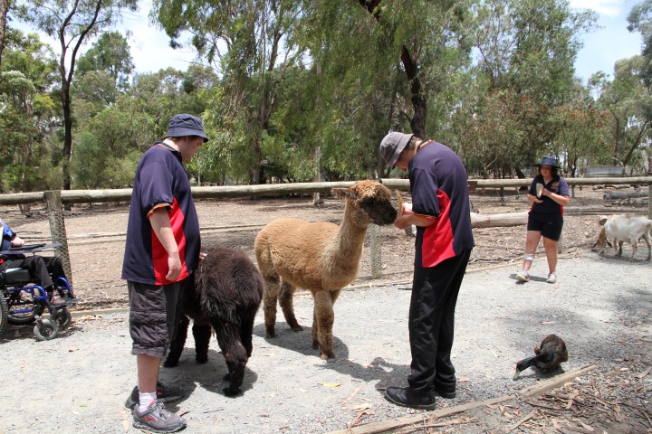 The alpacas were very gentle when feeding.