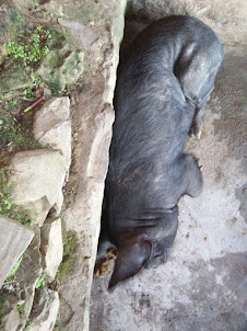 A pig in its pen in Mon