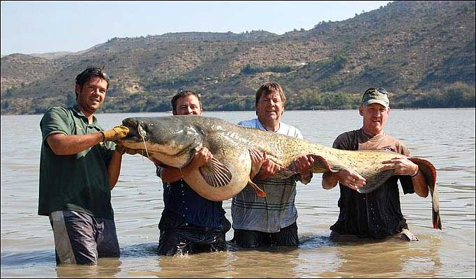 Gambar-gambar ikan sungai yang besar gila - Unikversiti