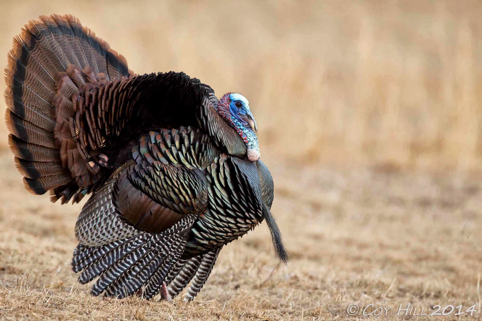1000+ images about Turkey on Pinterest Wild turkey, Biology and Feathers