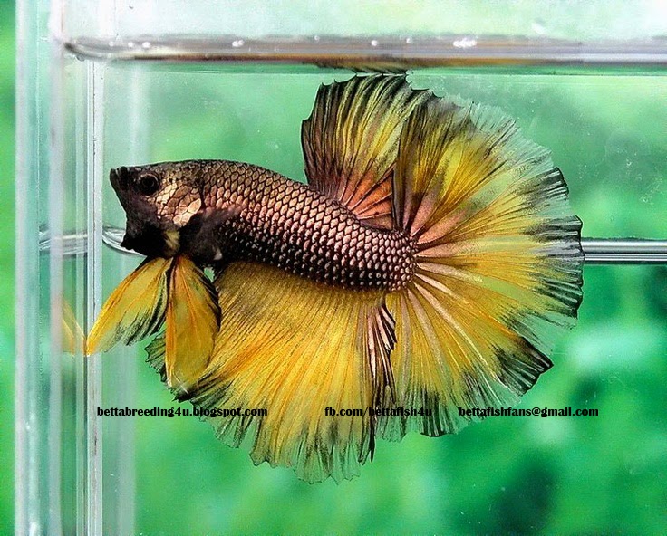 Get Bettafish4u Brown Dragon Halfmoon Betta Fish Free HD Wallpaper Bettafish4u Brown Dragon Halfmoon Betta Fish Desktop Wallpaper Free
