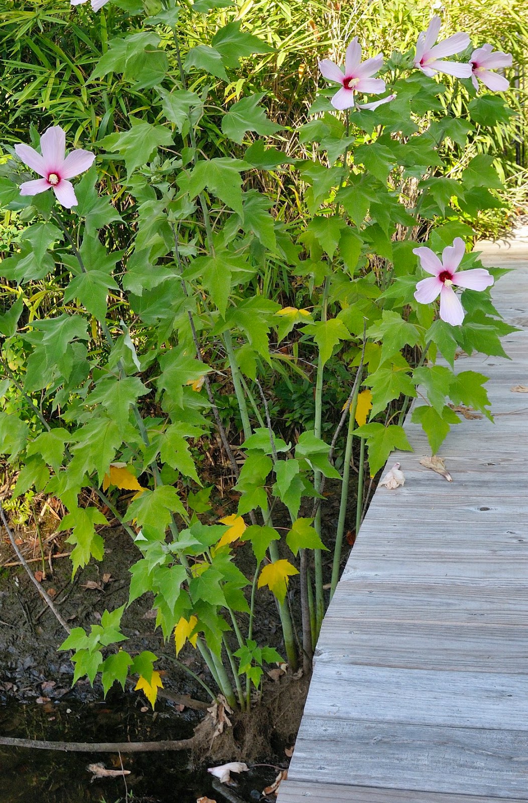 Using Native Plants Hardy Hibiscus (and Native too)
