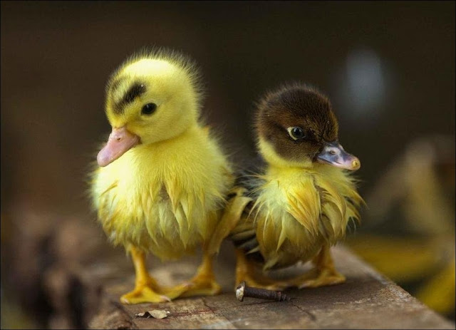 cute baby animals, baby animals, baby animal pictures, adorable baby animal pictures, baby duck, cute baby duck pictures