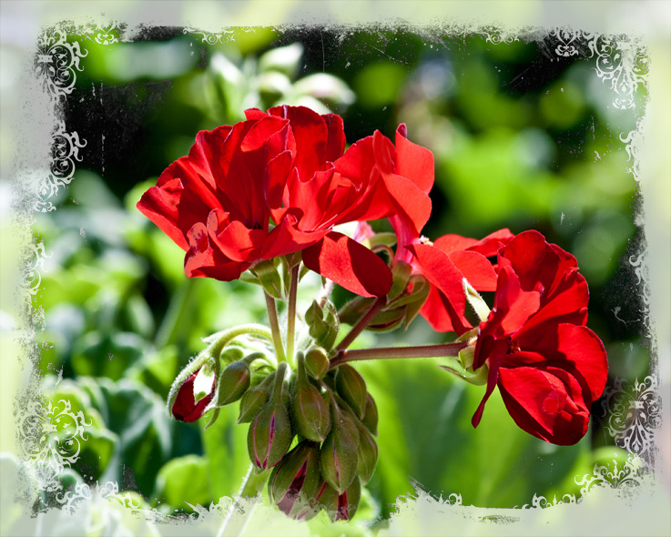 geranium to kill a mockingbird