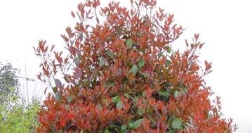 Le Douaire Ile De Vivre Tout Savoir Sur Le Photinia X Fraseri