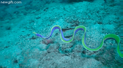 weird-sea-creatures-5 weird-sea-creatures-5