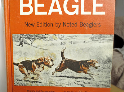 Guide to Beagles