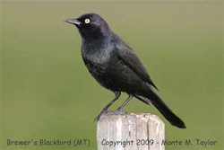 Brewer's blackbird male