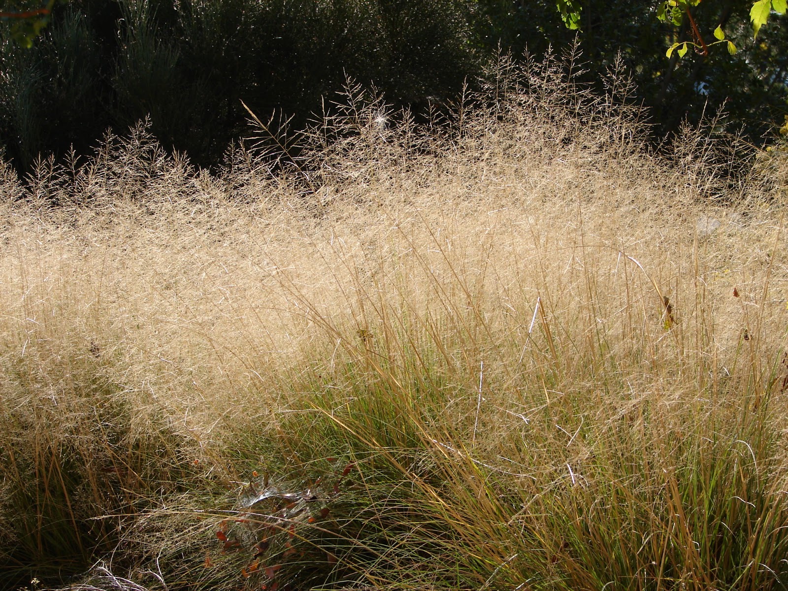 New Utah Gardener The Most Droughttolerant Waterwise Ornamental
