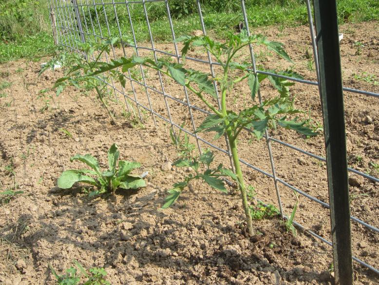 Simply Resourceful Using Cattle Panels As a Tomato Trellis